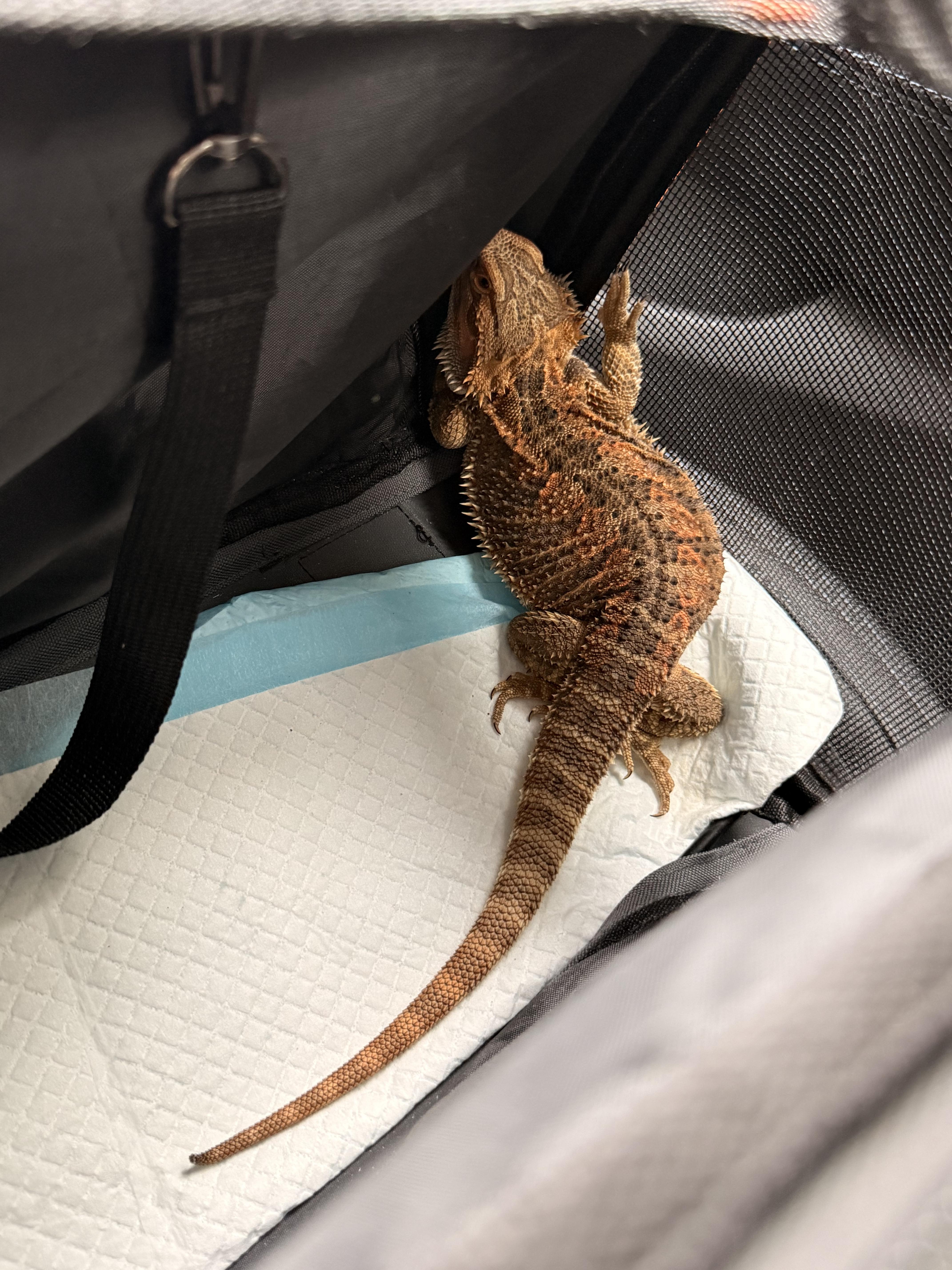 Enlarge Wanda, a ADOPTABLE Bearded Dragon in JACKSON, NJ image 2/6