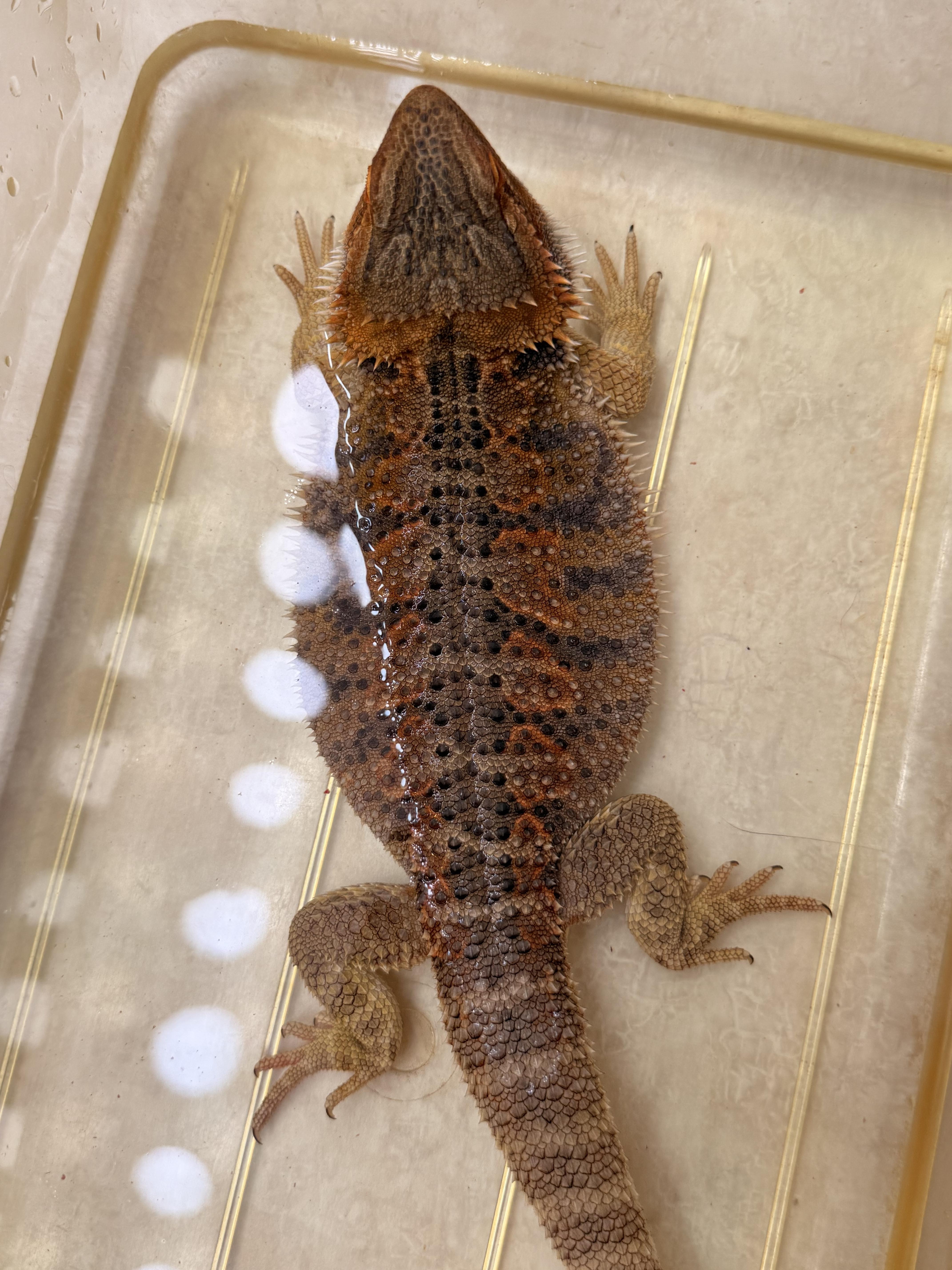 Enlarge Wanda, a ADOPTABLE Bearded Dragon in JACKSON, NJ image 4/6