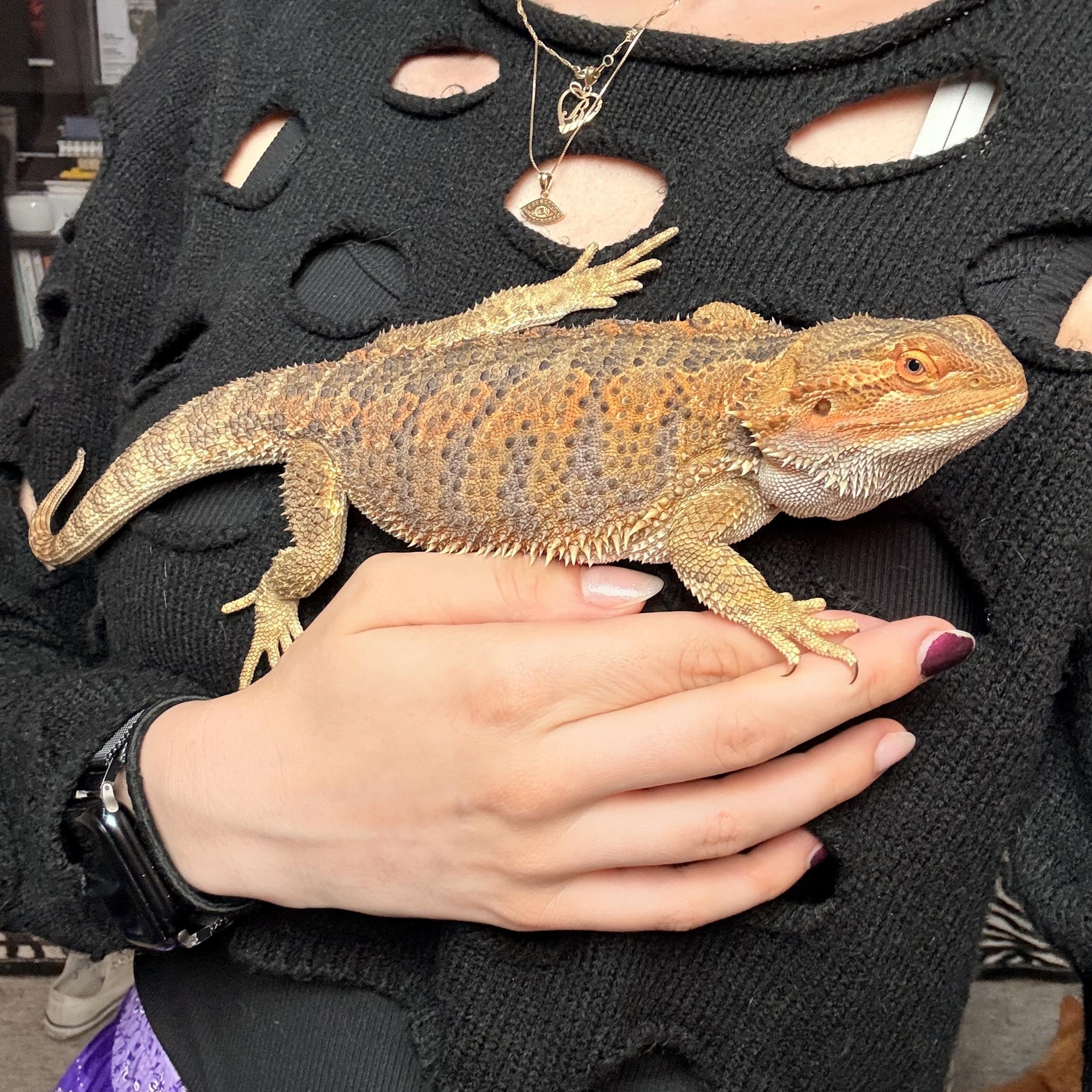 Wanda, ADOPTABLE, Young Unknown Bearded Dragon.