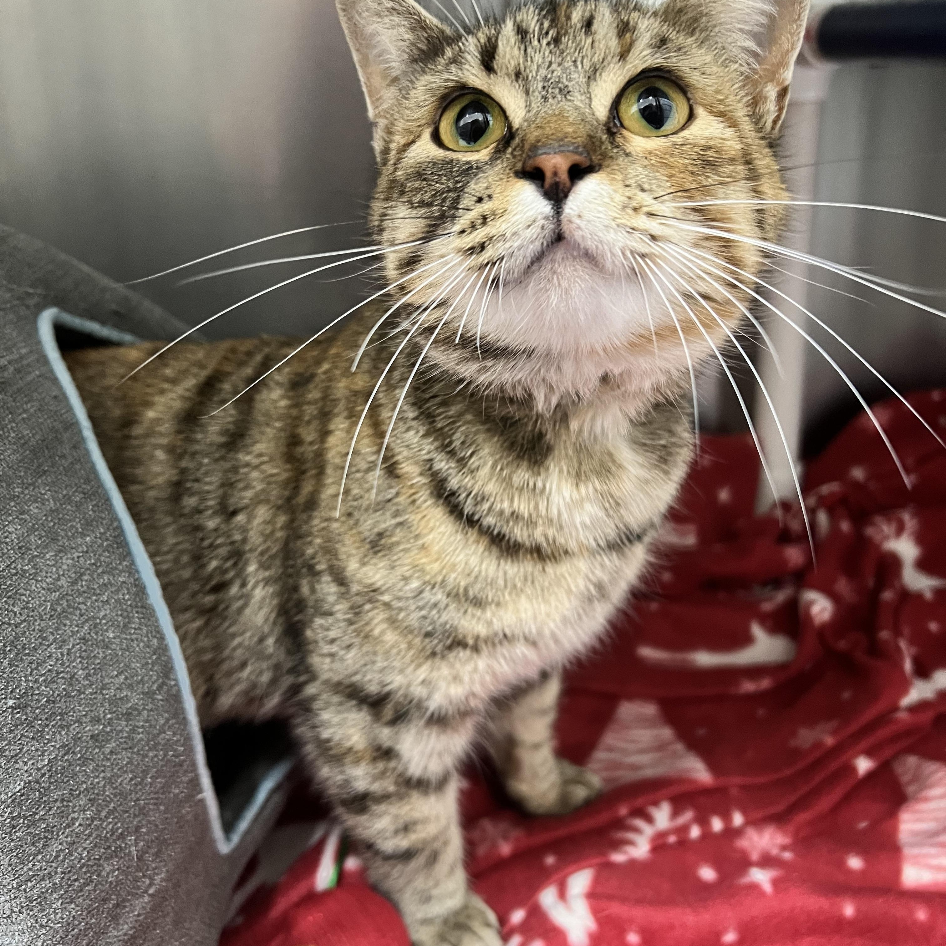 Rosie, adopted, Adult Female Domestic Short Hair.