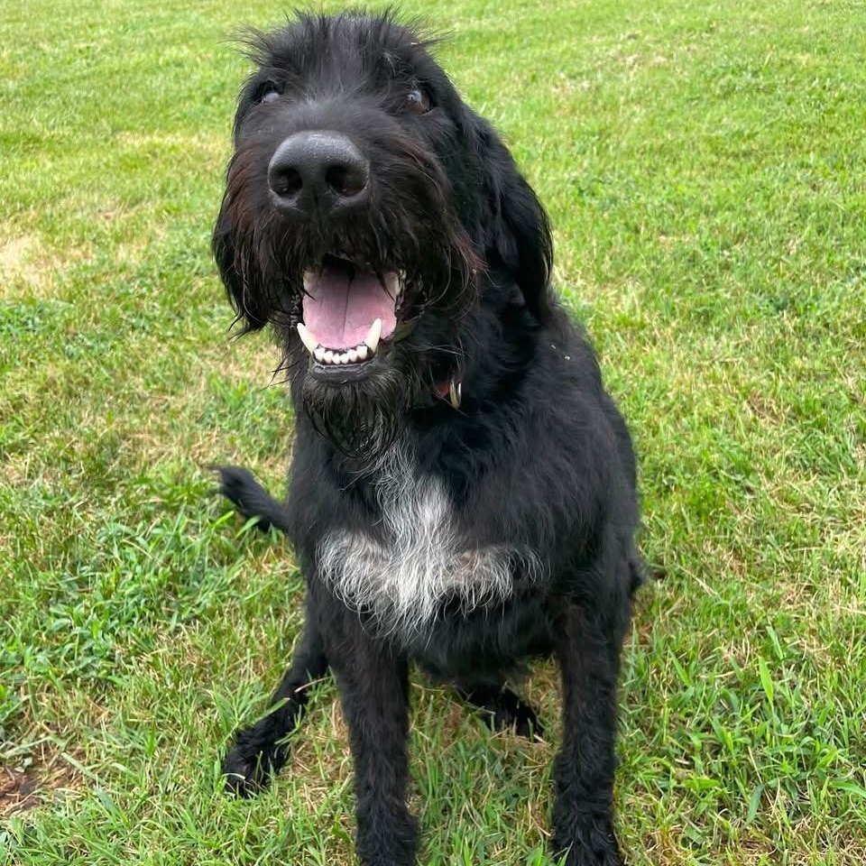Enlarge Grant, a Adoptable mixed breed in Springfield, MO image 2/5