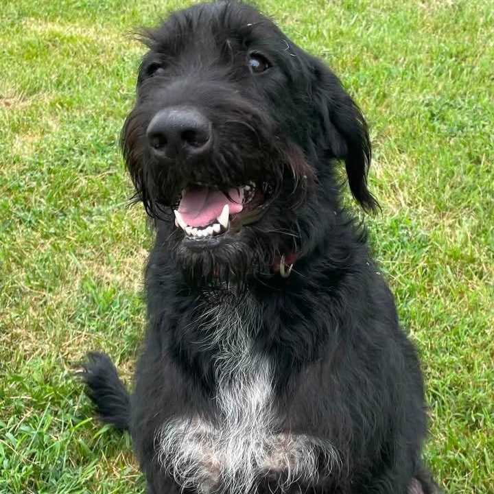 Enlarge Grant, a Adoptable mixed breed in Springfield, MO image 5/5