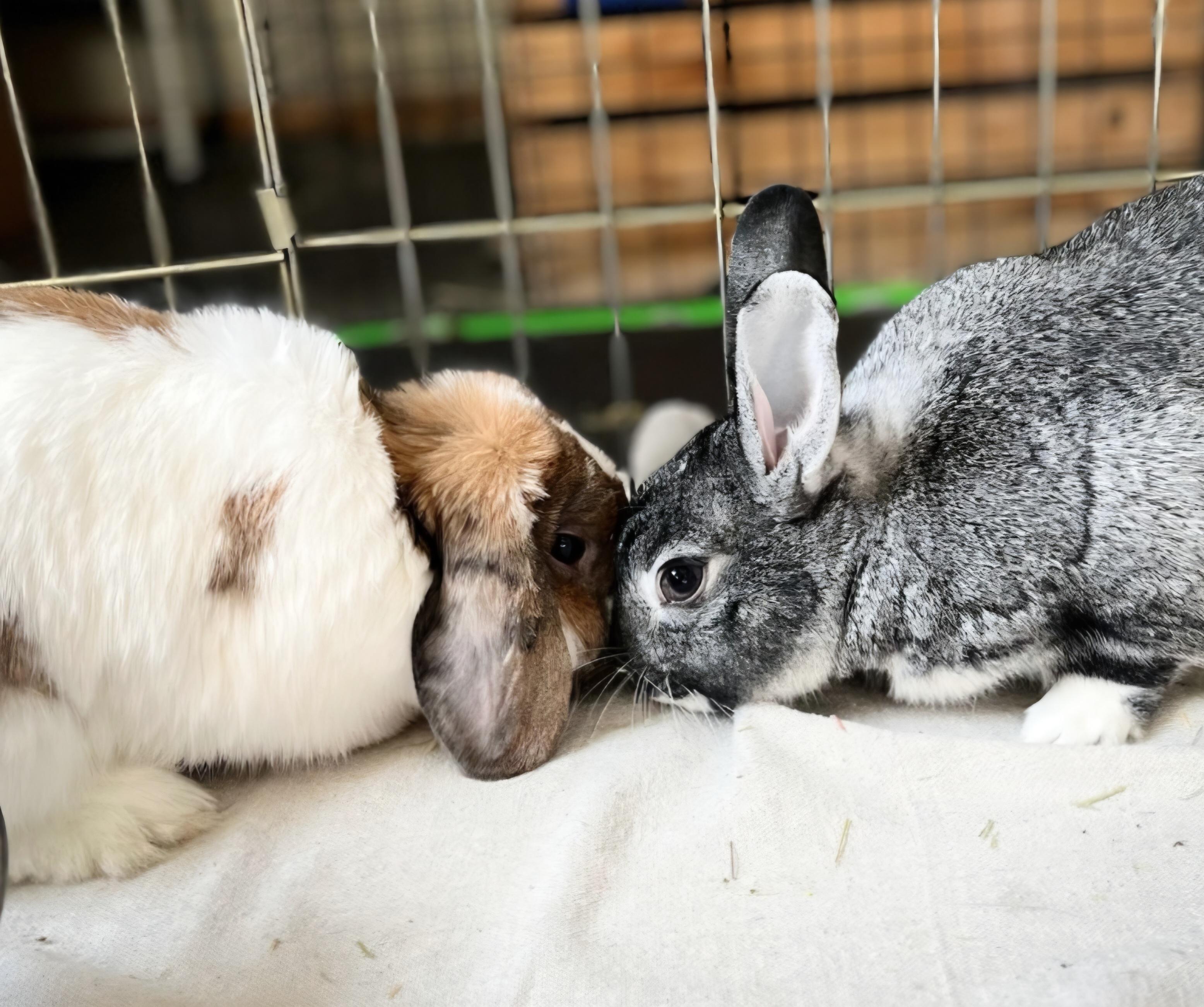 Moana bonded with Jetta, Adopted, Adult Female American Fuzzy Lop.