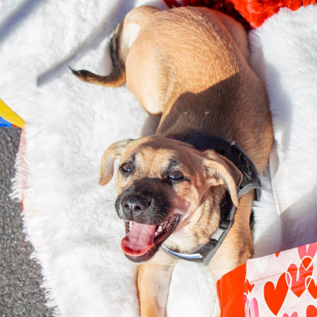 Cooper, Adoptable, Puppy Male Chihuahua.