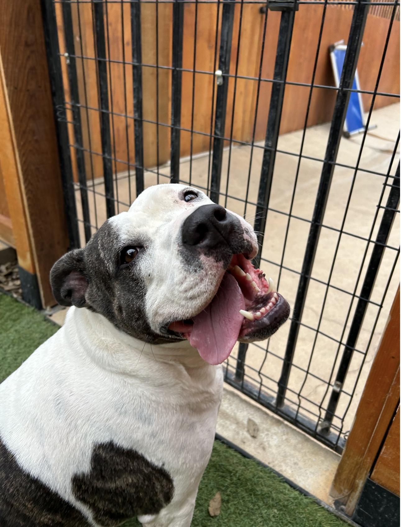 Tonya, ADOPTABLE, Adult Female Terrier.