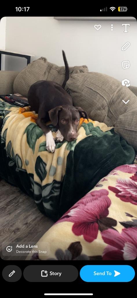 Enlarge Rocco, a Adoptable mixed breed in Didsbury, AB image 1/3