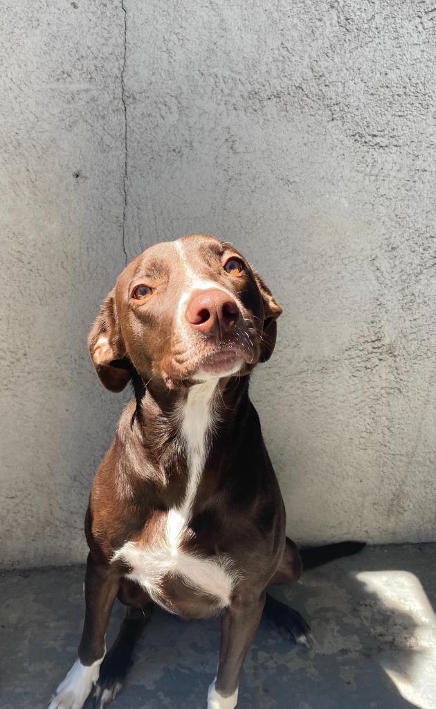 Enlarge Rocco, a Adoptable mixed breed in Didsbury, AB image 2/3