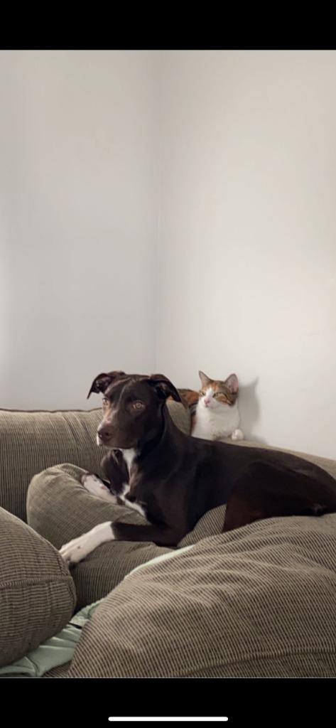 Enlarge Rocco, a Adoptable mixed breed in Didsbury, AB image 3/3