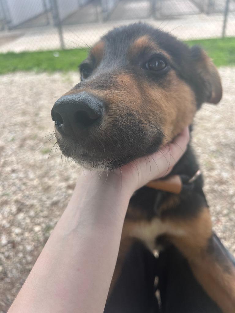 Bruce, Adoptable, Puppy Male German Shepherd Dog.