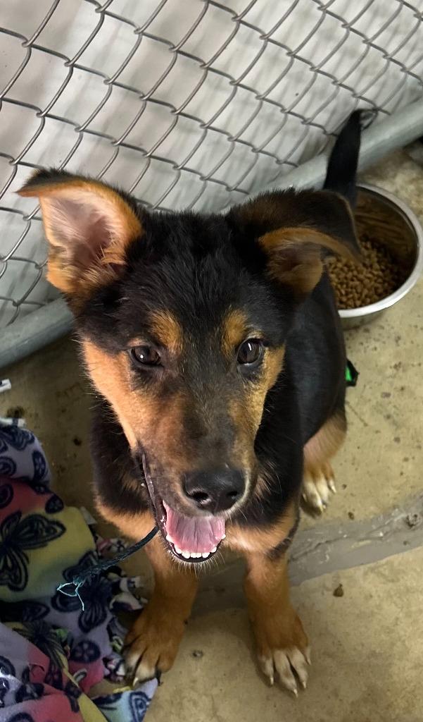 Bruce, a Adoptable mixed breed in Lagrange, IN image 2/6