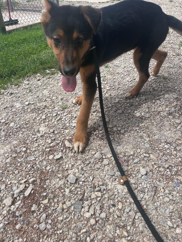 Bruce, a Adoptable mixed breed in Lagrange, IN image 4/6
