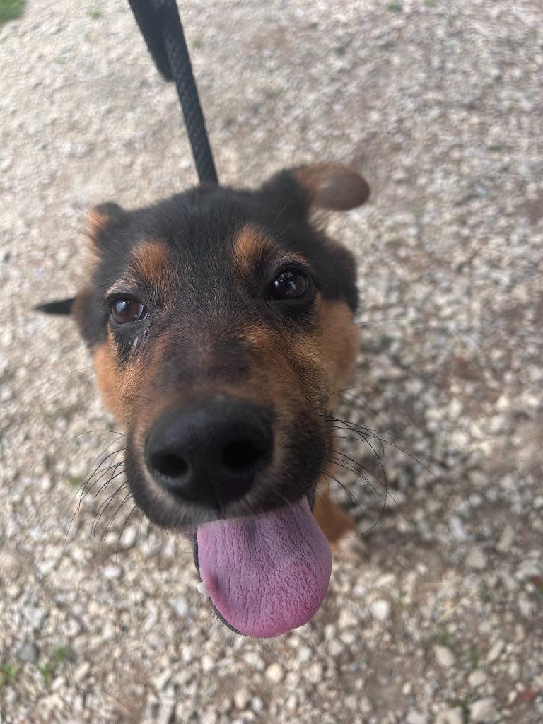 Bruce, a Adoptable mixed breed in Lagrange, IN image 5/6