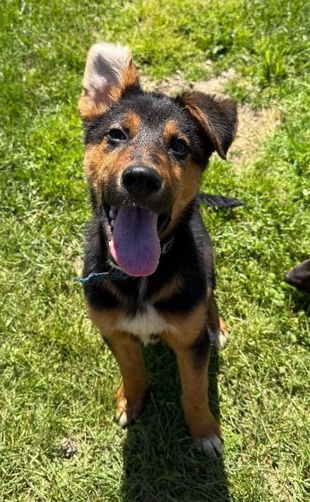 Bruce, a Adoptable mixed breed in Lagrange, IN image 6/6