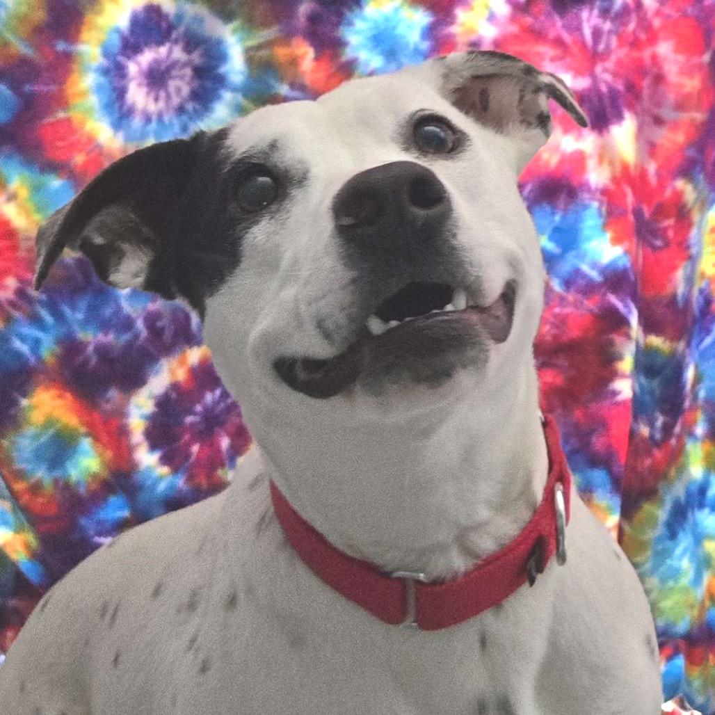 Enlarge KALLIOPE, a Adoptable mixed breed in Kyle, TX image 1/6