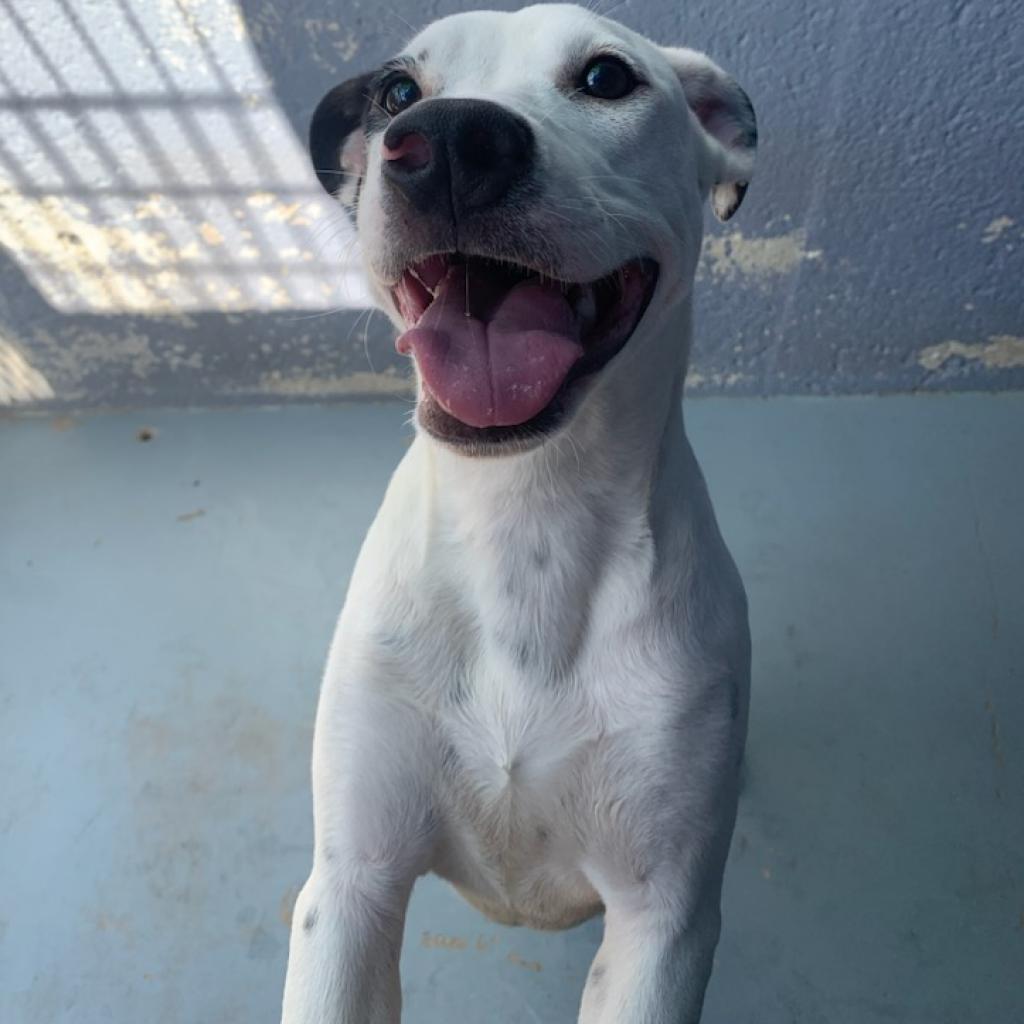 Enlarge KALLIOPE, a Adoptable mixed breed in Kyle, TX image 2/6