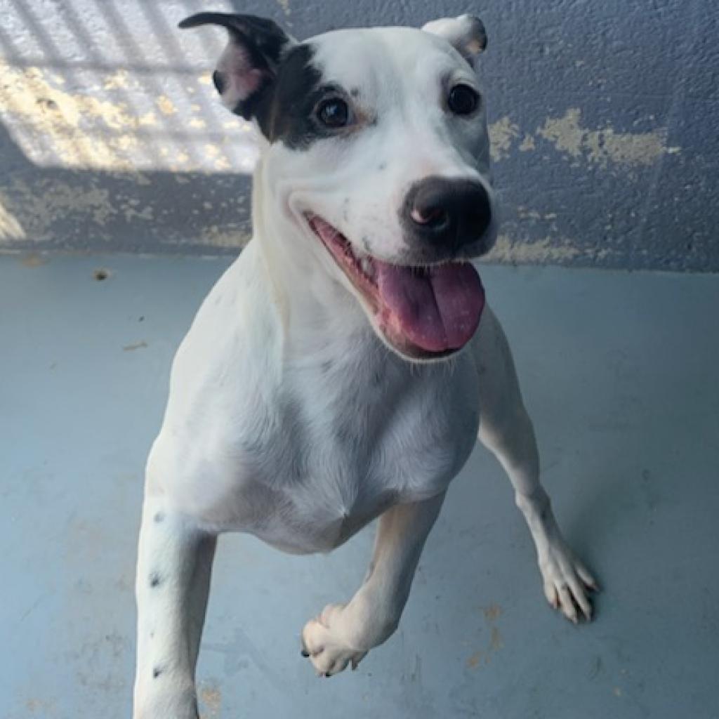 Enlarge KALLIOPE, a Adoptable mixed breed in Kyle, TX image 3/6