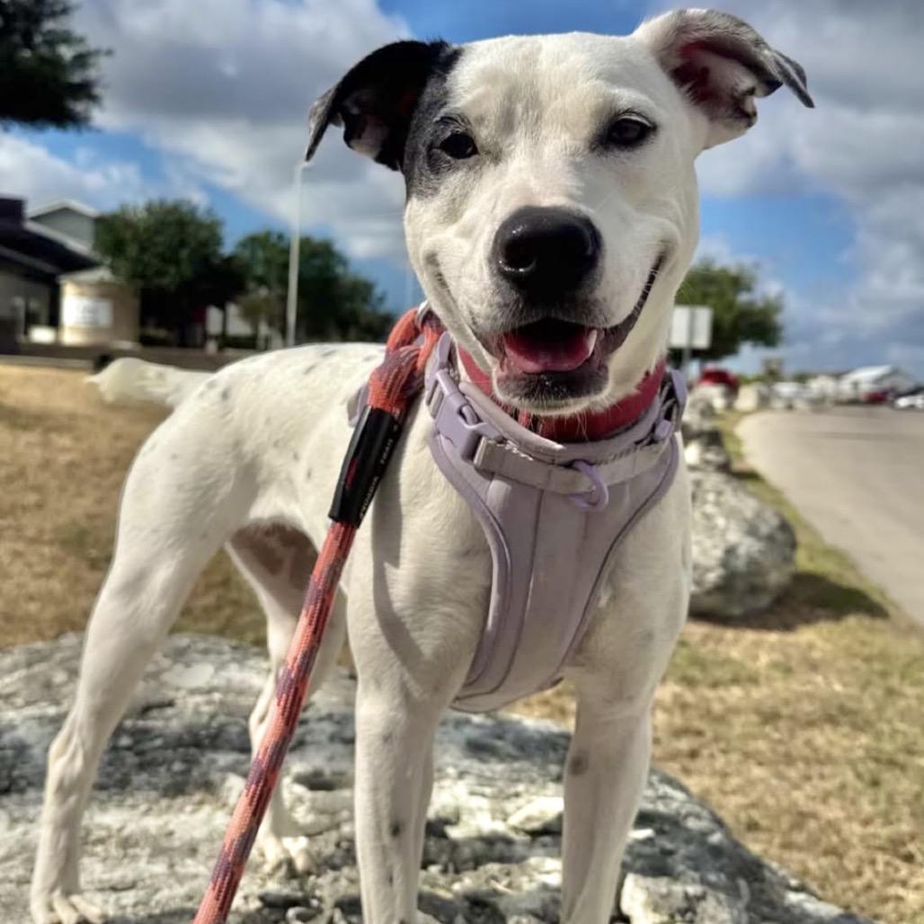 Enlarge KALLIOPE, a Adoptable mixed breed in Kyle, TX image 4/6