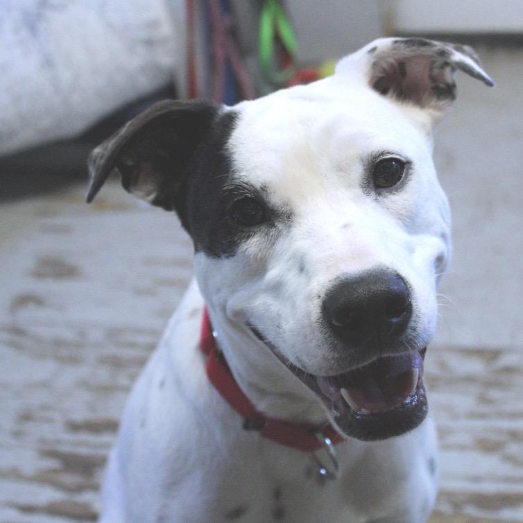 Enlarge KALLIOPE, a Adoptable mixed breed in Kyle, TX image 6/6