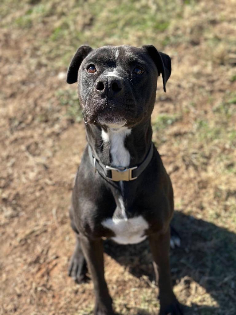 Junior, Adoptable, Adult Male Pit Bull Terrier & Mixed Breed.