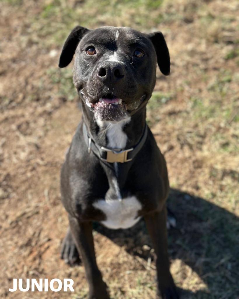 Junior, Adoptable, Adult Male Pit Bull Terrier & Mixed Breed.