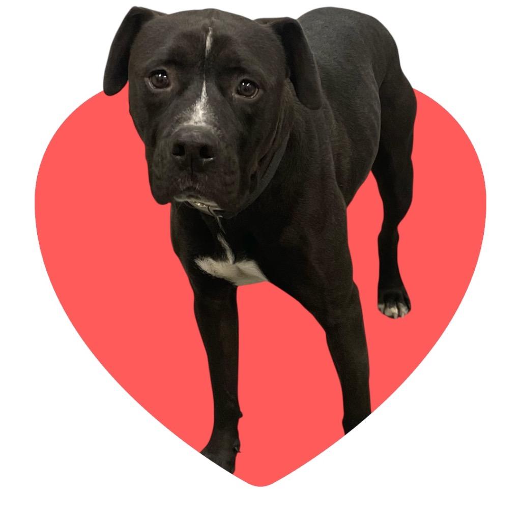 Enlarge Junior, a Adoptable mixed breed in Neosho, MO image 3/6