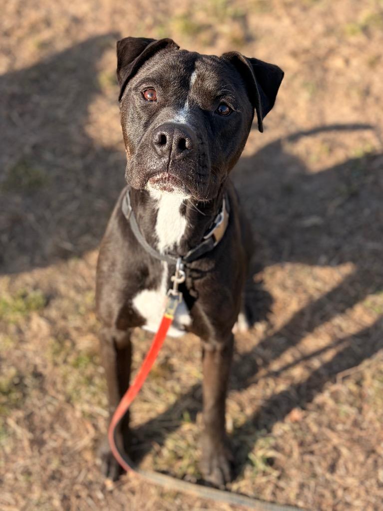 Enlarge Junior, a Adoptable mixed breed in Neosho, MO image 5/6