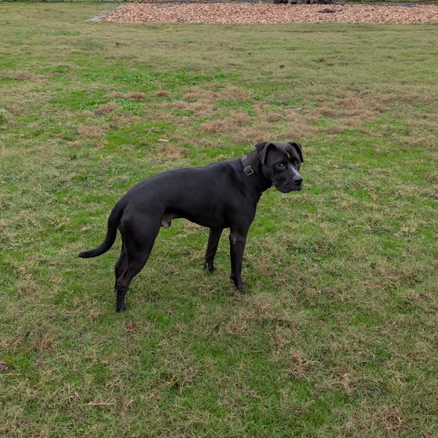 Enlarge Junior, a Adoptable mixed breed in Neosho, MO image 6/6
