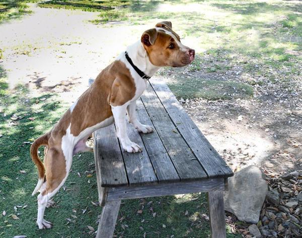 Enlarge Ezio, a Adoptable mixed breed in Escondido, CA image 1/1