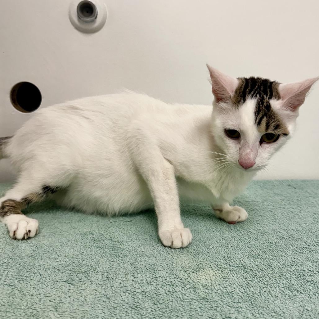 Enlarge Gypsy, a Adoptable Domestic Short Hair in Warrensburg, MO image 2/2