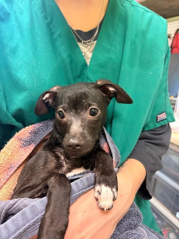 peppa, Adoptable, Young Female Jack Russell Terrier.