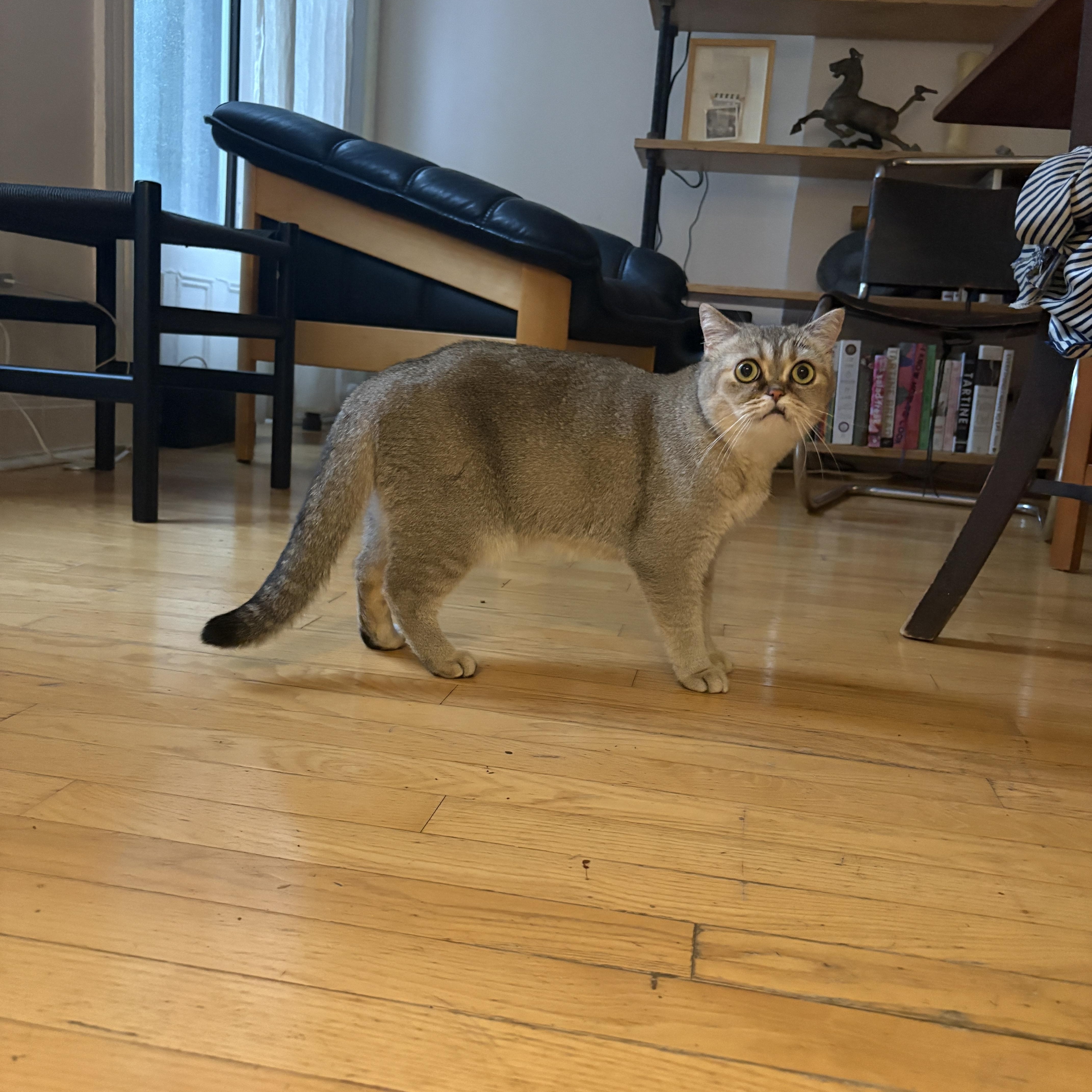 Himalia, a ADOPTABLE mixed breed in Brooklyn, NY image 3/5