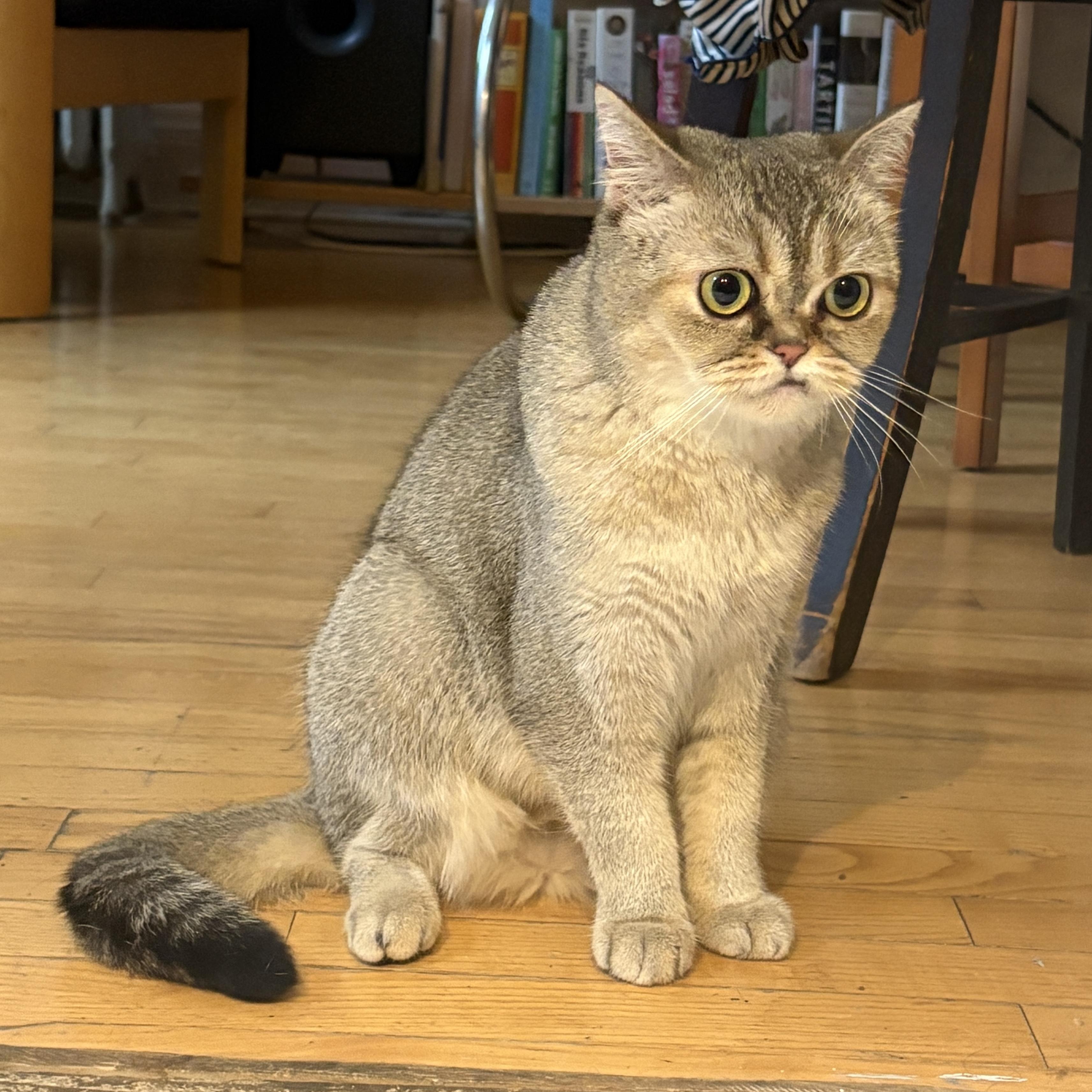 Himalia, a ADOPTABLE mixed breed in Brooklyn, NY image 5/5