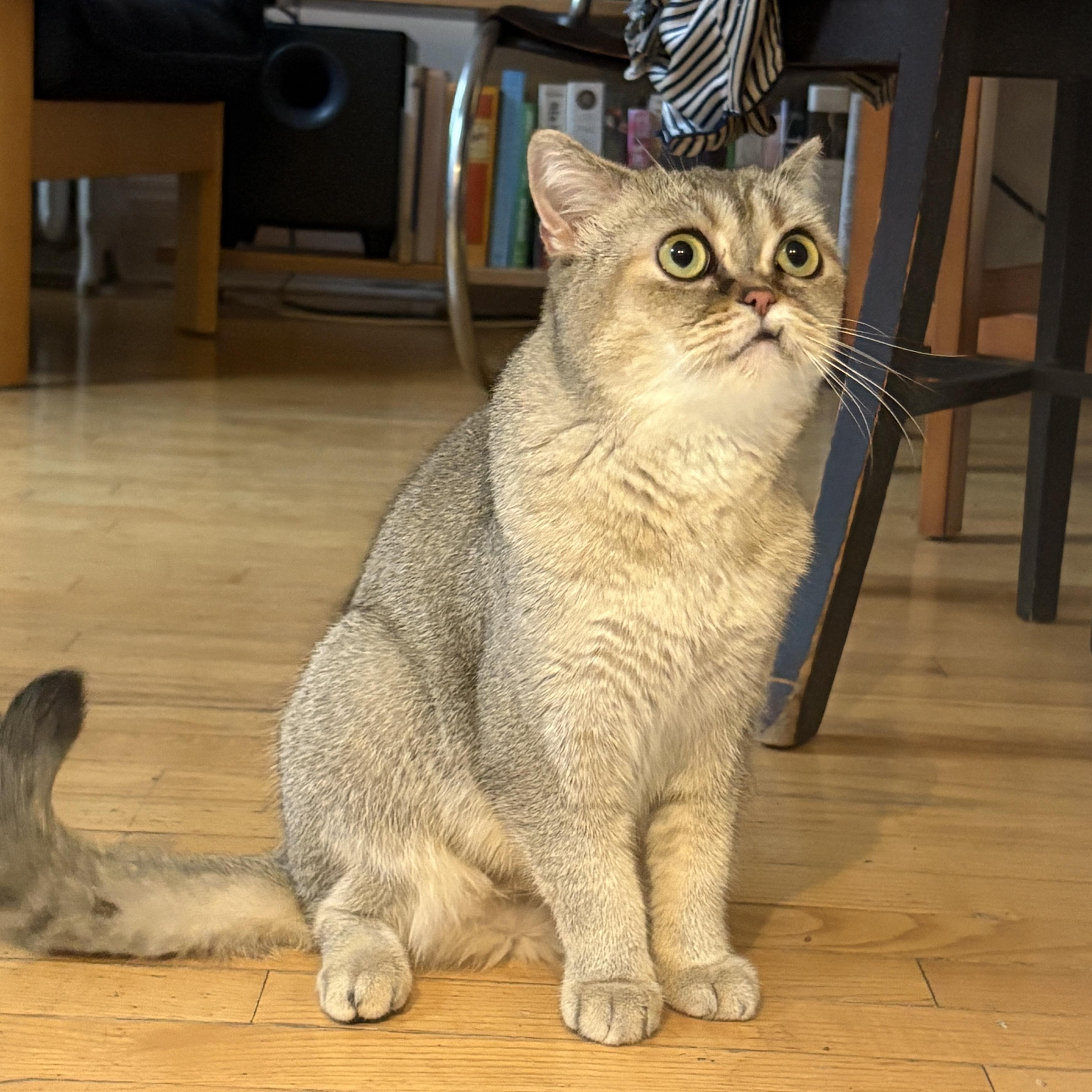 Himalia, a ADOPTABLE mixed breed in Brooklyn, NY image 2/5