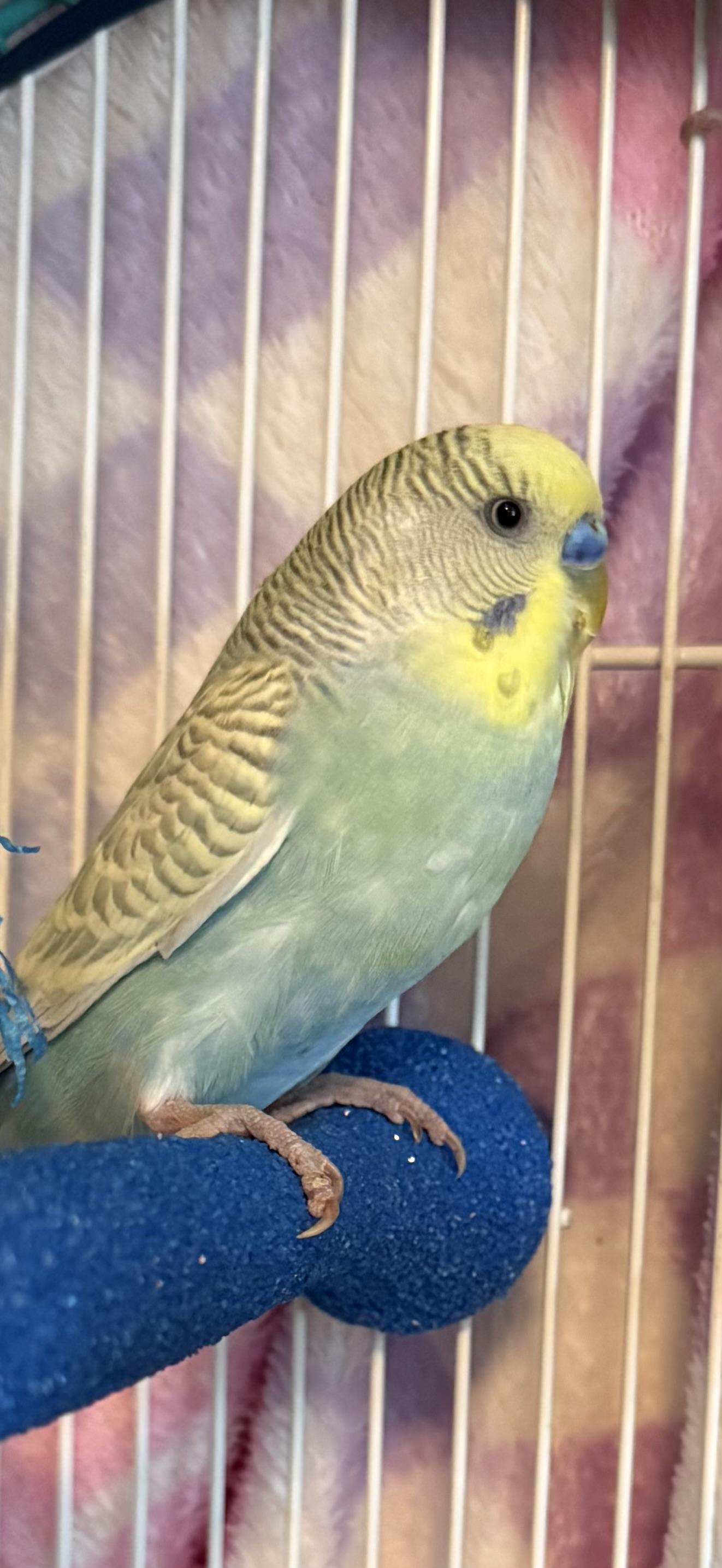 Enlarge Sheldon, a Adoptable Parakeet (Other) in Peoria, IL image 1/1
