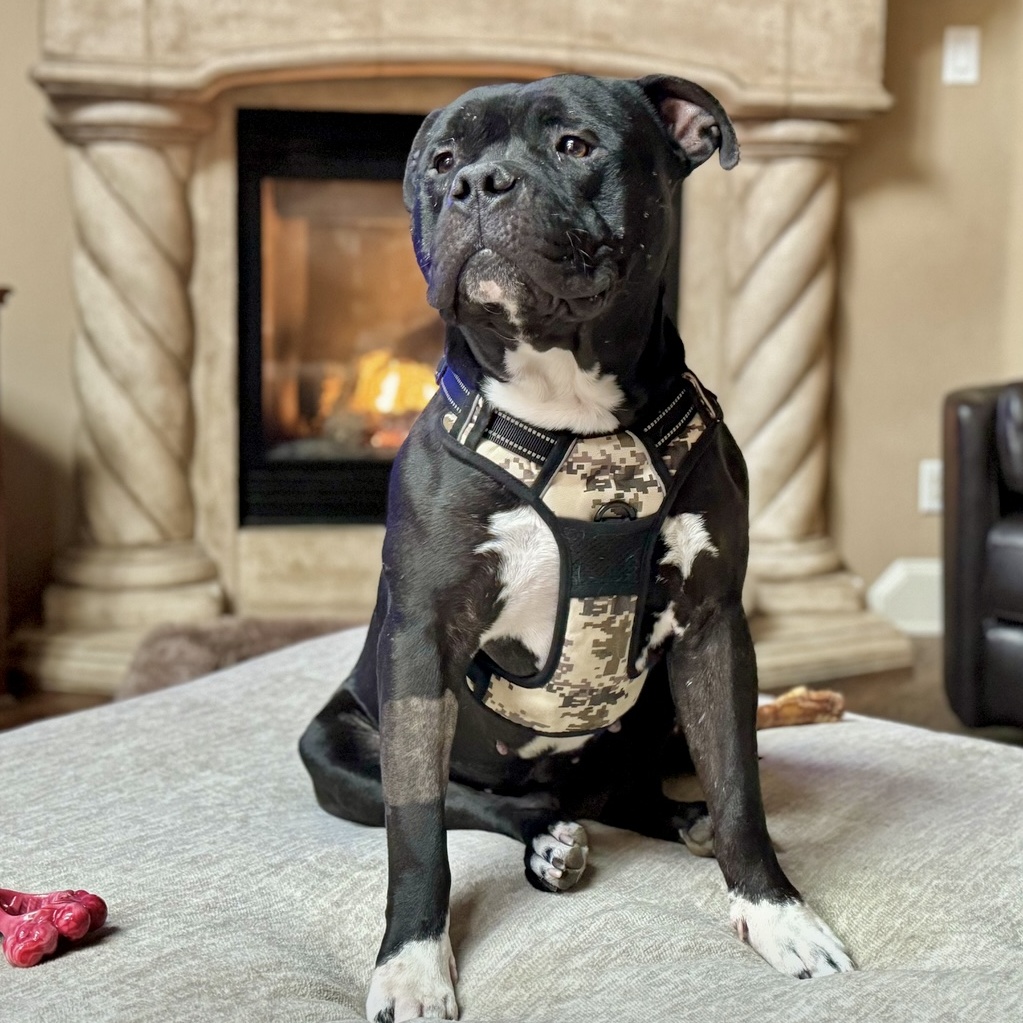 Enlarge Chucky, a Adoptable American Staffordshire Terrier in Longview, TX image 4/6