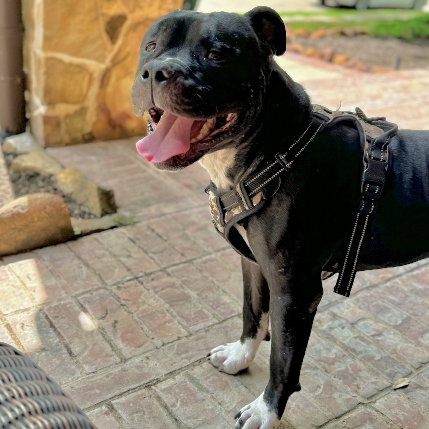 Enlarge Chucky, a Adoptable American Staffordshire Terrier in Longview, TX image 6/6