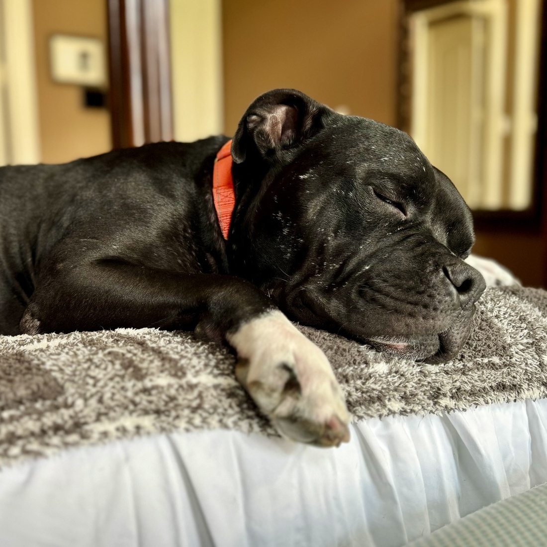 Enlarge Chucky, a Adoptable American Staffordshire Terrier in Longview, TX image 5/6