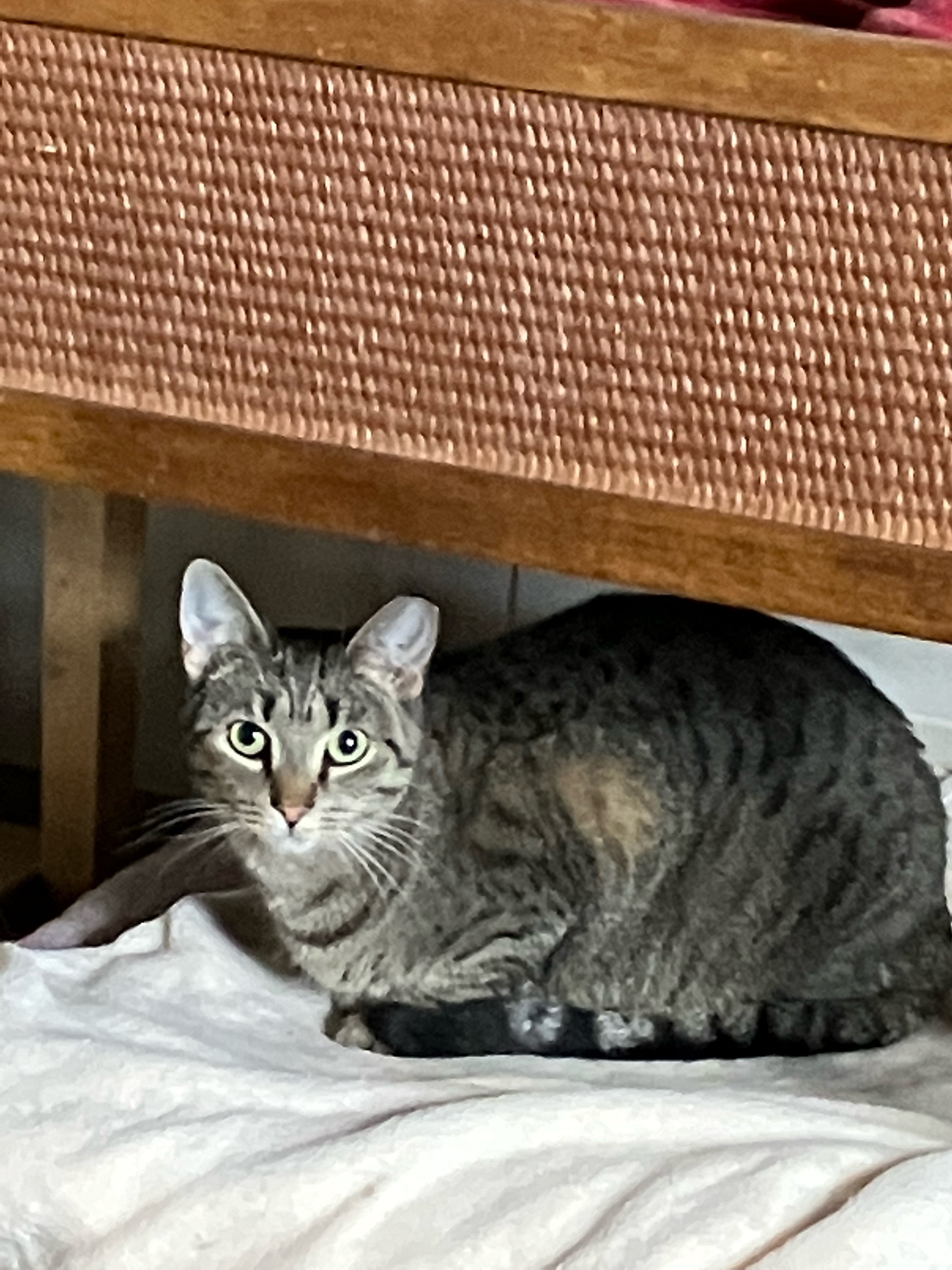 JOSIE, Adoptable, Young Female Domestic Medium Hair.