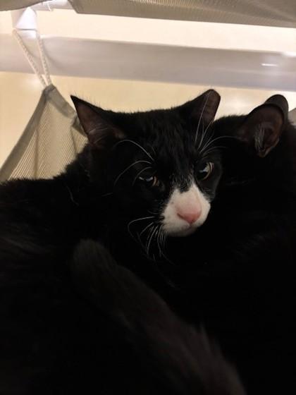 Enlarge Mozzarella, a Adoptable mixed breed in Everett, WA image 1/1