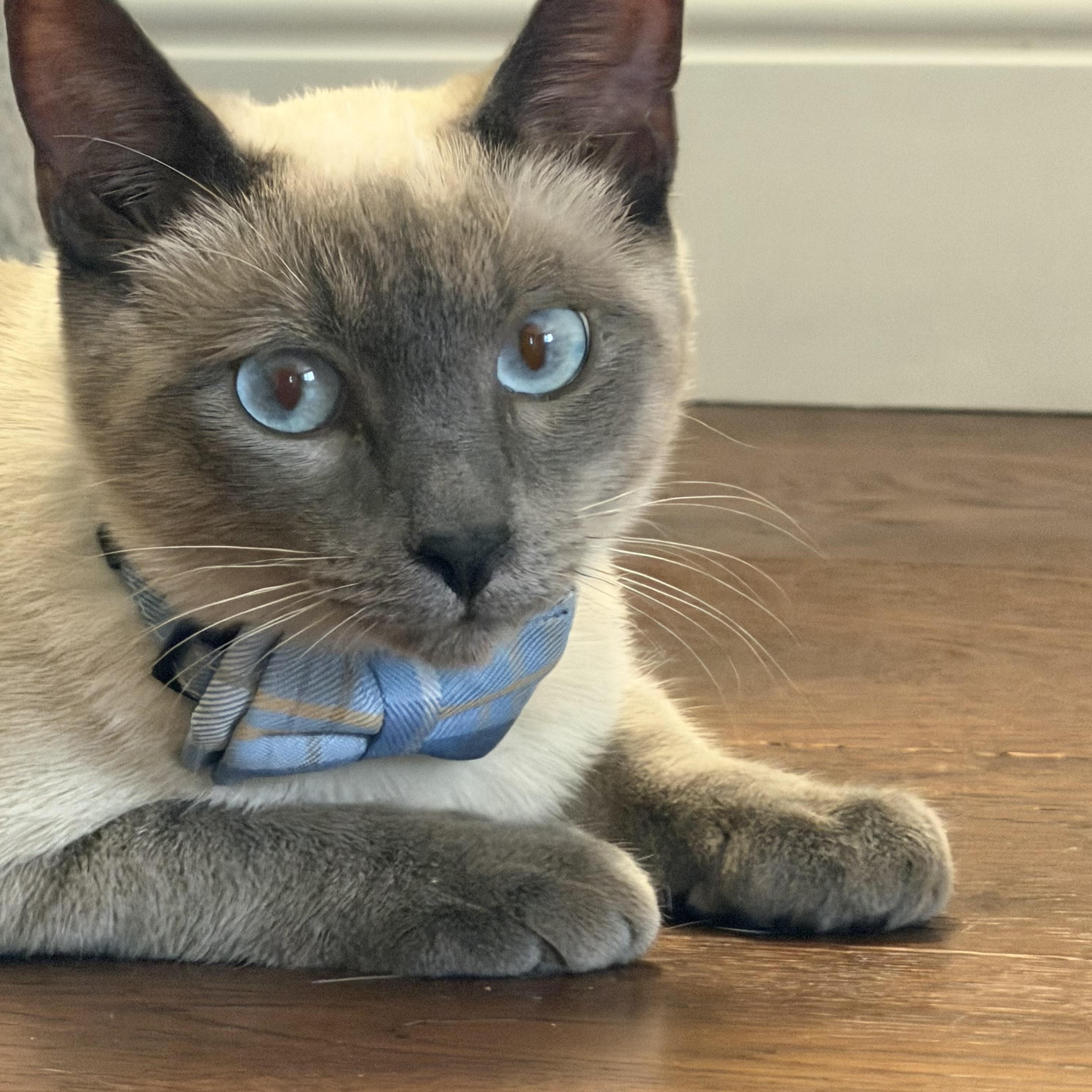 Aaron, adopted, Kitten Male Siamese.
