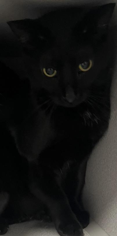 Bill, ADOPTABLE, Adult Male Domestic Short Hair.