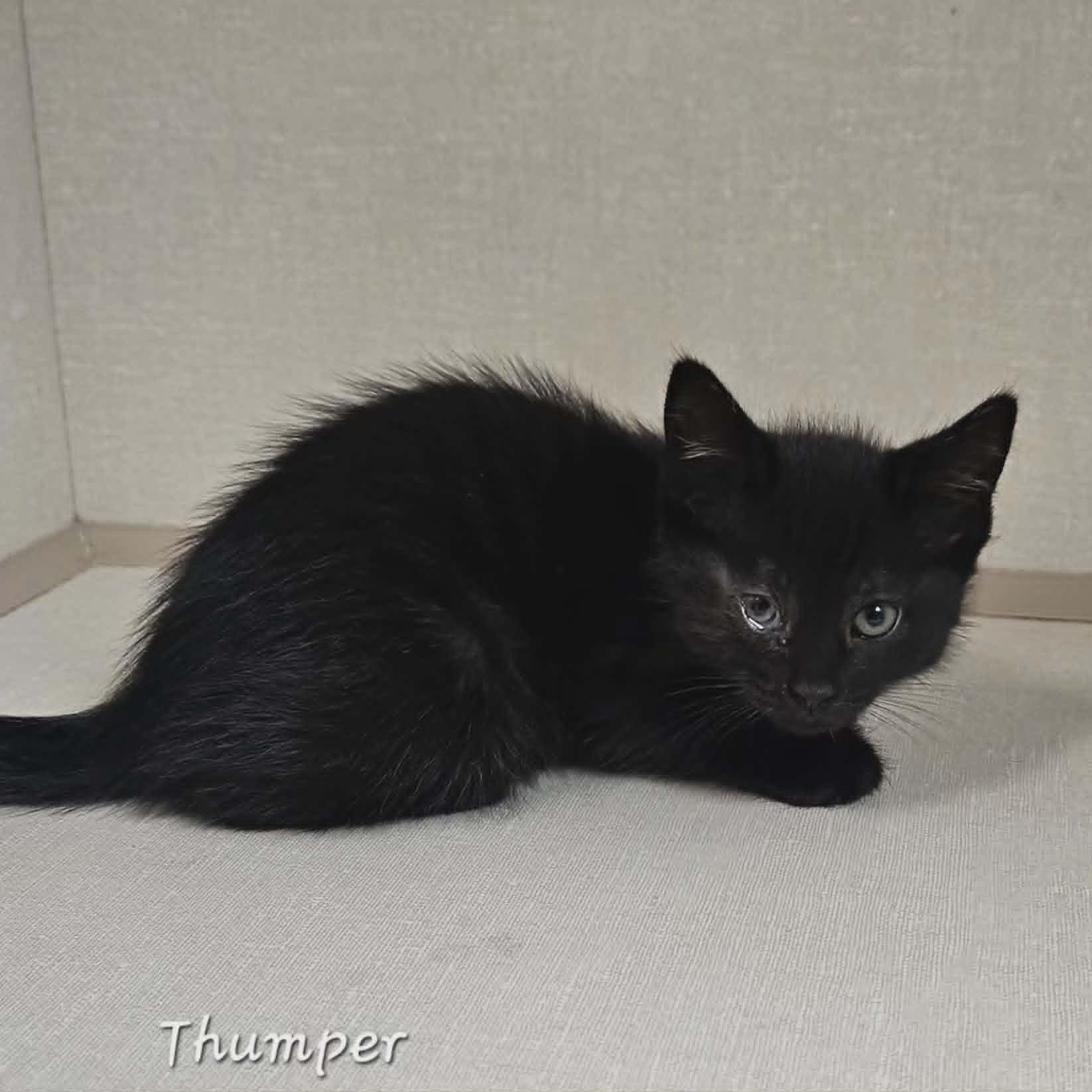 Thumper, an adopted Domestic Short Hair in Wapakoneta, OH image 2/3