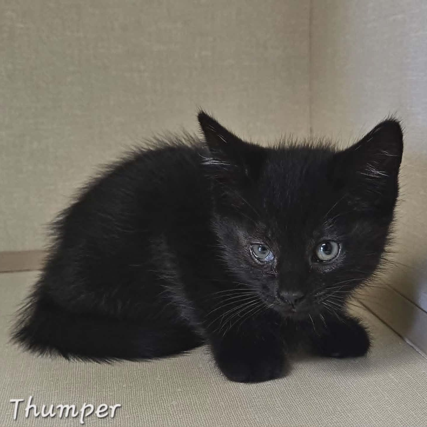Thumper, an adopted Domestic Short Hair in Wapakoneta, OH image 3/3