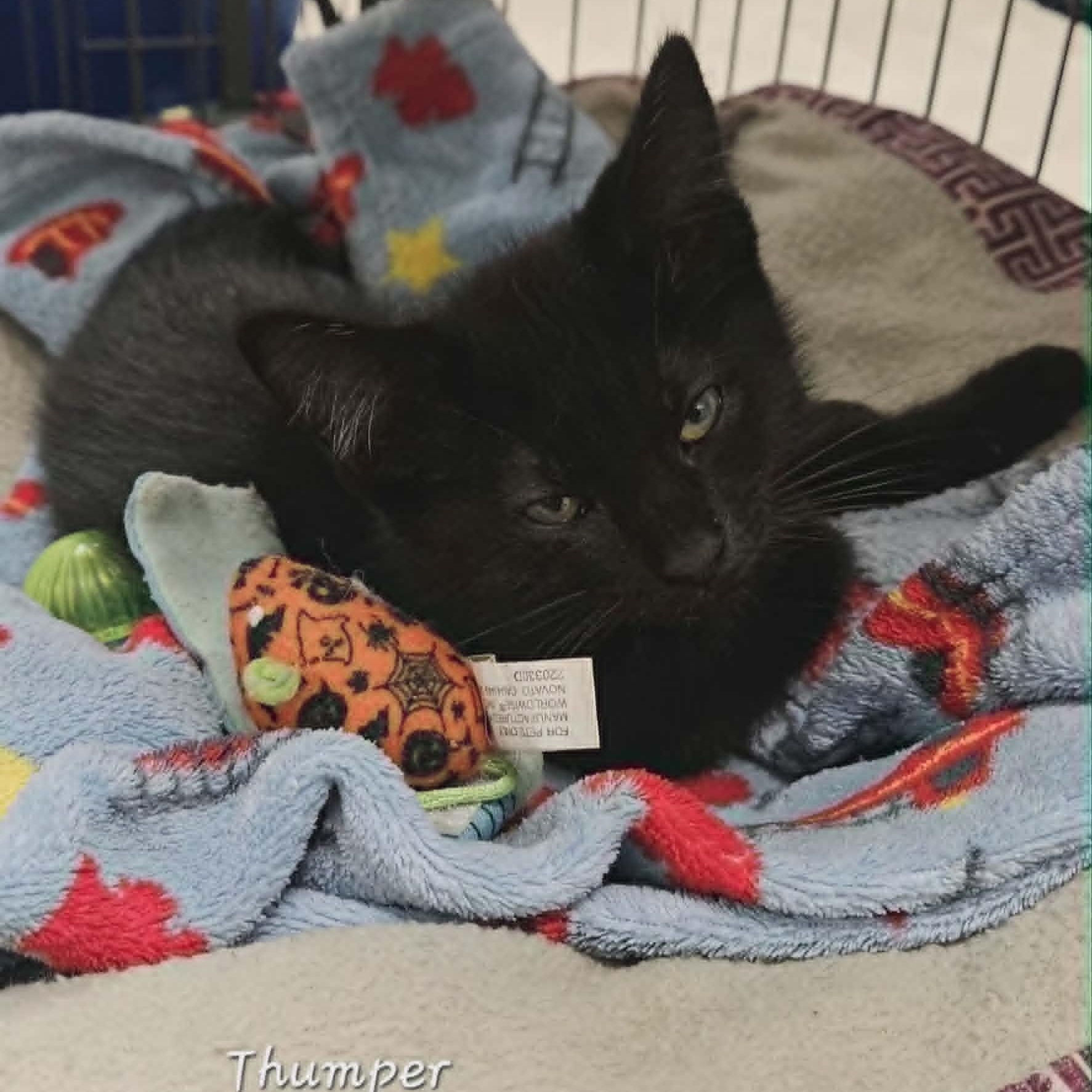 Thumper, an adopted Domestic Short Hair in Wapakoneta, OH image 1/3