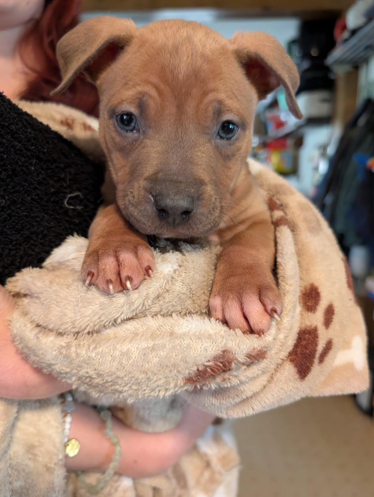 August Lime, Adoptable, Puppy Male Pit Bull Terrier & American Staffordshire Terrier.