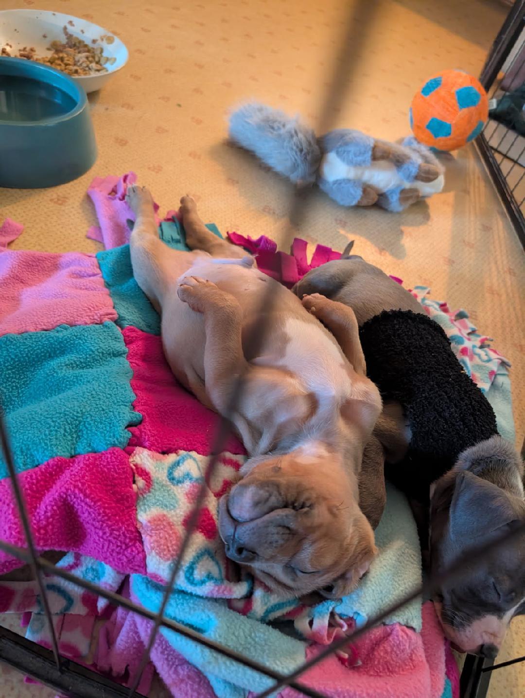 August Lime, a Adoptable mixed breed in Belleville, MI image 2/2