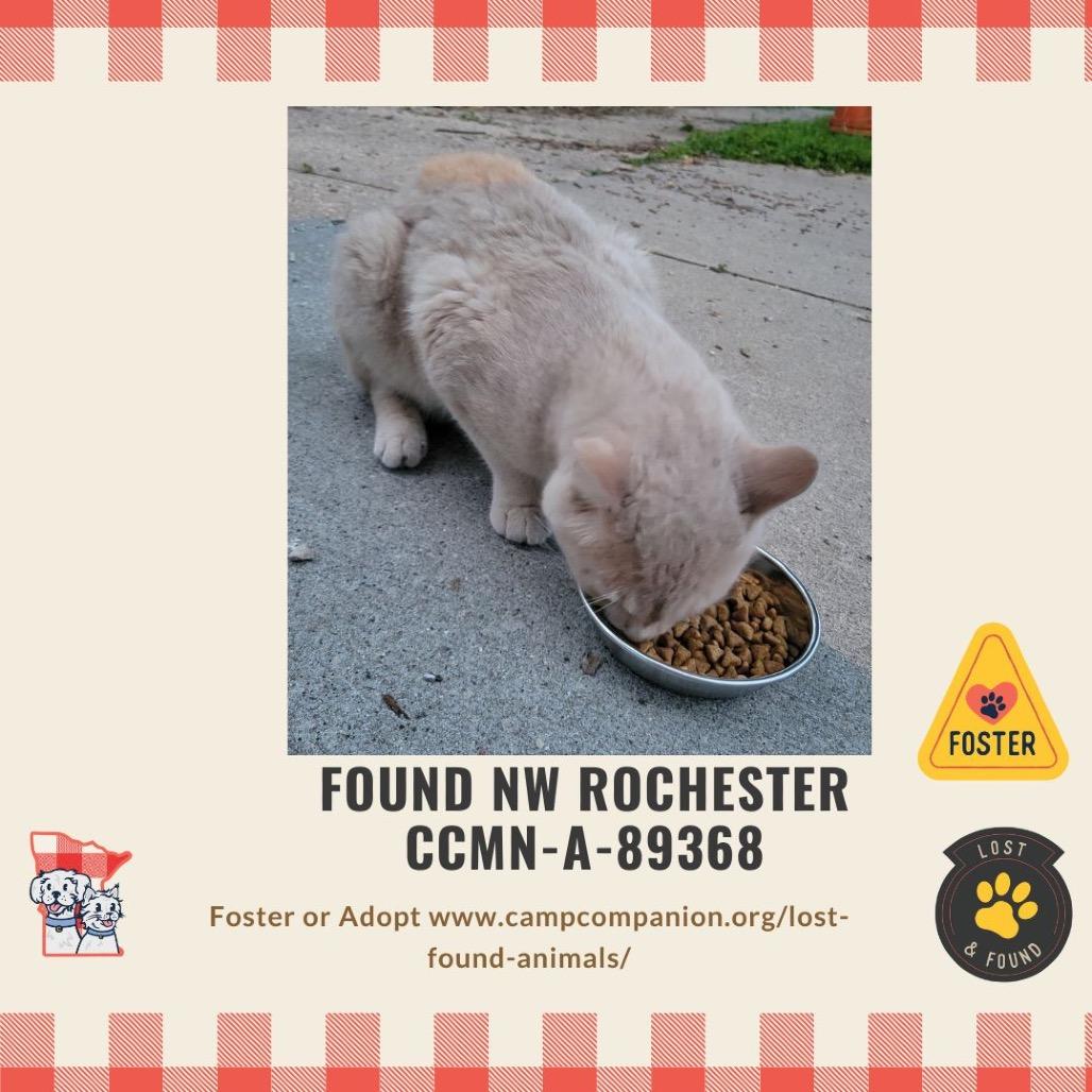 Enlarge Bisque, a Adoptable Manx in Rochester, MN image 1/3