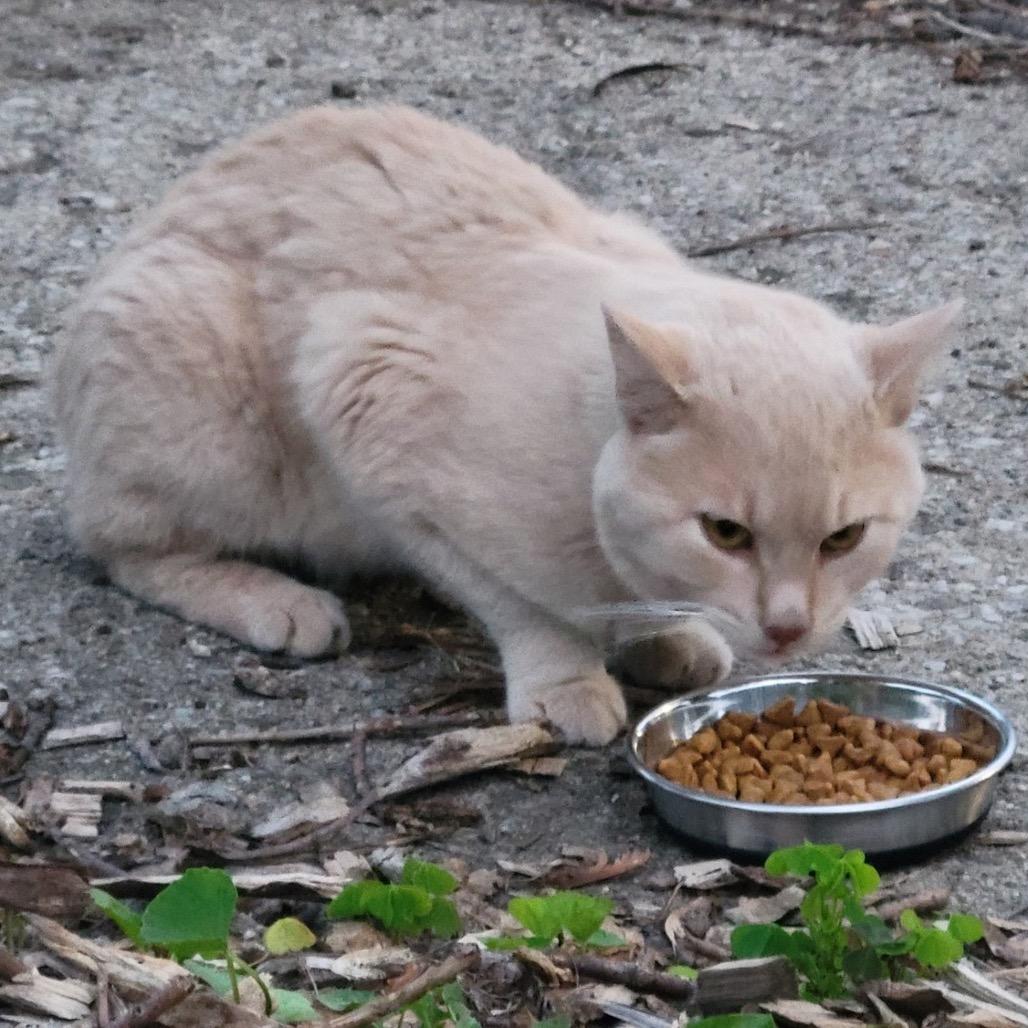 Enlarge Bisque, a Adoptable Manx in Rochester, MN image 2/3