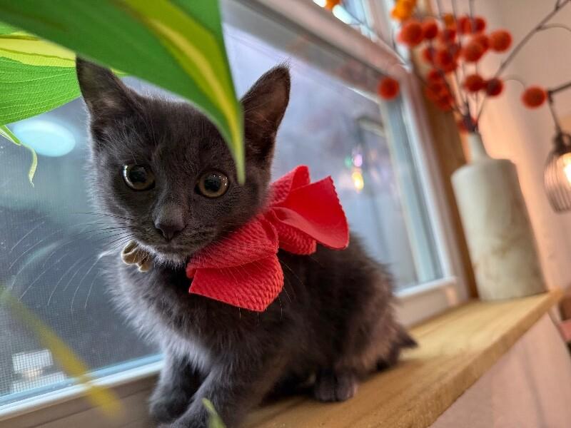 Nebula Guardians — thumbnail 2