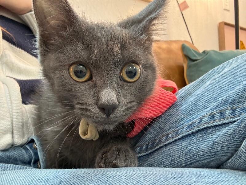 Nebula Guardians — thumbnail 5